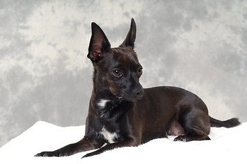 Image showing Black puppy dog