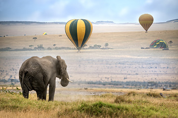 Image showing  African  Elephant