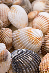 Image showing Heap textured sea shells