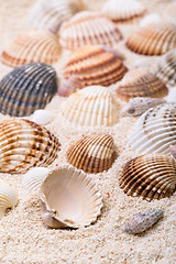 Image showing Sea shells with coral sand