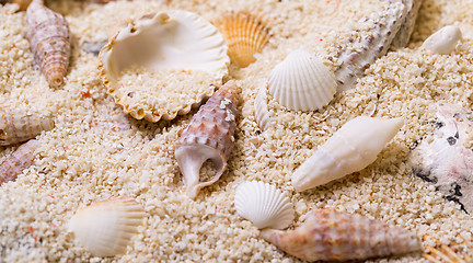 Image showing Sea shells with coral sand