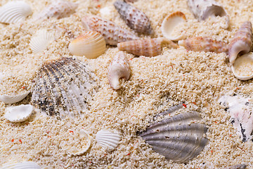 Image showing Sea shells with coral sand