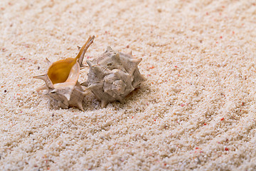 Image showing Sea shells with coral sand