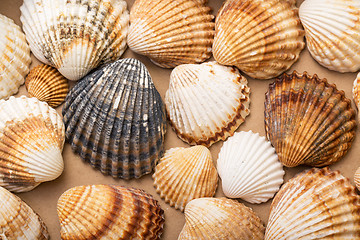 Image showing Heap textured sea shells