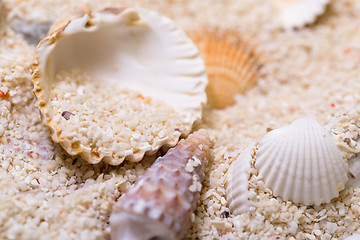 Image showing Sea shells with coral sand