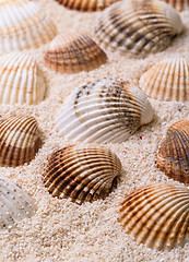 Image showing Sea shells with coral sand