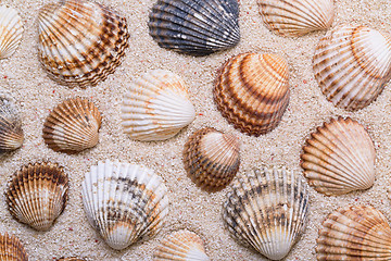 Image showing Sea shells with coral sand