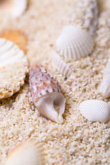 Image showing Sea shells with coral sand
