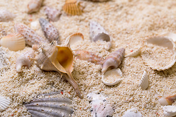 Image showing Sea shells with coral sand