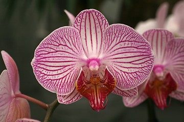 Image showing Beautiful pink orchid flowers cluster
