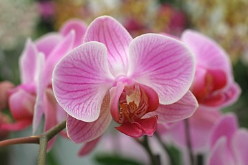 Image showing Beautiful pink orchid flowers cluster