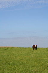 Image showing Cow on a meadow