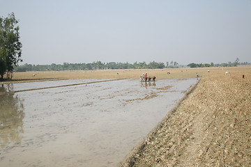 Image showing Farmers plowing agricultural field in traditional way where a plow is attached to bulls in Gosaba, West Bengal, India.