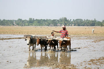 Image showing Farmers plowing agricultural field in traditional way where a plow is attached to bulls in Gosaba, West Bengal, India.