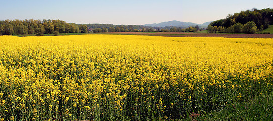 Image showing Field of oil seed rape