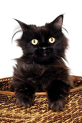Image showing Black cat in a basket