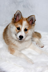 Image showing Resting Norwegian lundhund dog