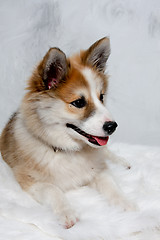 Image showing Norwegian lundhund dog