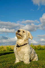 Image showing Bichon Havanais dog