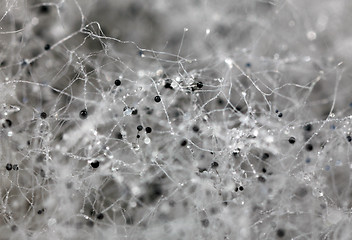 Image showing Fungal spores