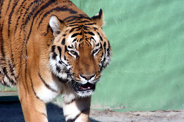 Image showing tiger