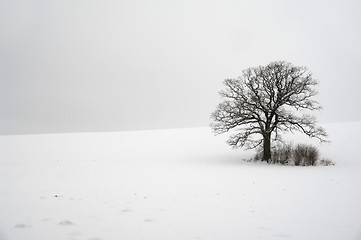 Image showing Tree on hill at winter