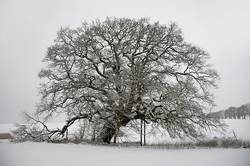 Image showing Tree on hill at winter