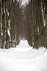 Image showing Pathway at winter