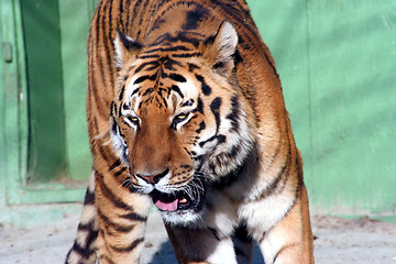 Image showing Tiger