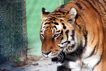 Image showing Tiger