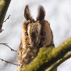 Image showing Long Eared Owl (Asio otus) 