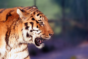 Image showing Tiger