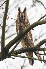 Image showing Long Eared Owl (Asio otus) 