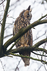 Image showing Long Eared Owl (Asio otus) 