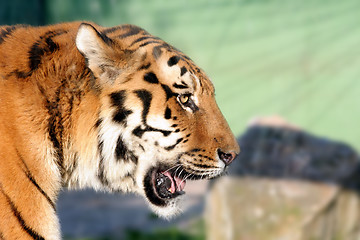 Image showing tiger