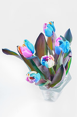 Image showing Top view on multi colored tulips