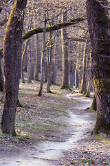 Image showing forest