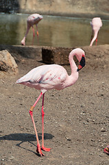 Image showing Beautiful pink flamingo