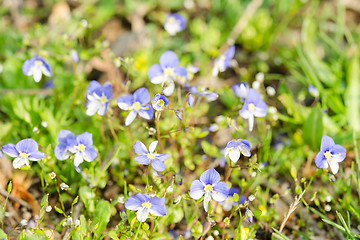 Image showing Small blue spring flowers on the sunlit meadow