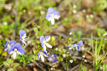 Image showing Small spring blue flowers on the sunlit meadow