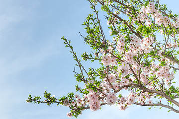 Image showing Spring blooming almond tree with flowers and foliage