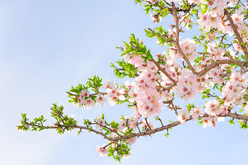 Image showing Branch of pink spring blossom cherry tree