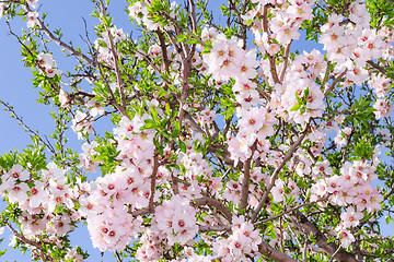 Image showing Bright clear stock photo spring bloom of apricot tree
