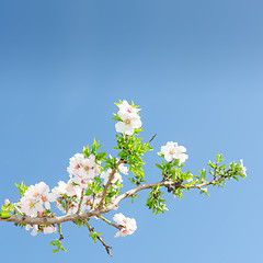 Image showing Single blooming branch of apple tree against spring blue sky