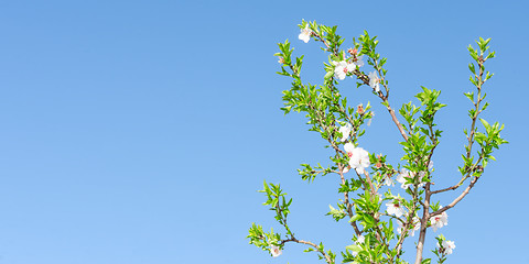 Image showing Clear blue sky and spring blooming tree with white pink flowers 