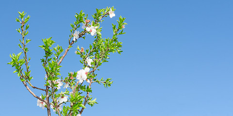 Image showing Spring blooming tree with white pink flowers and foliage against
