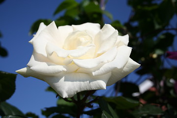 Image showing Beautiful rose