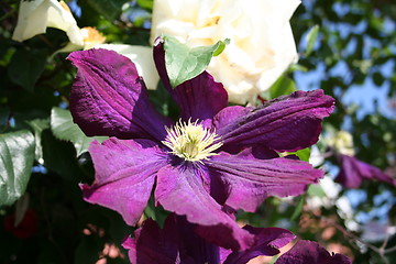 Image showing Clematis Jackmannii