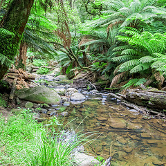 Image showing tropical Australia