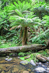 Image showing tropical Australia